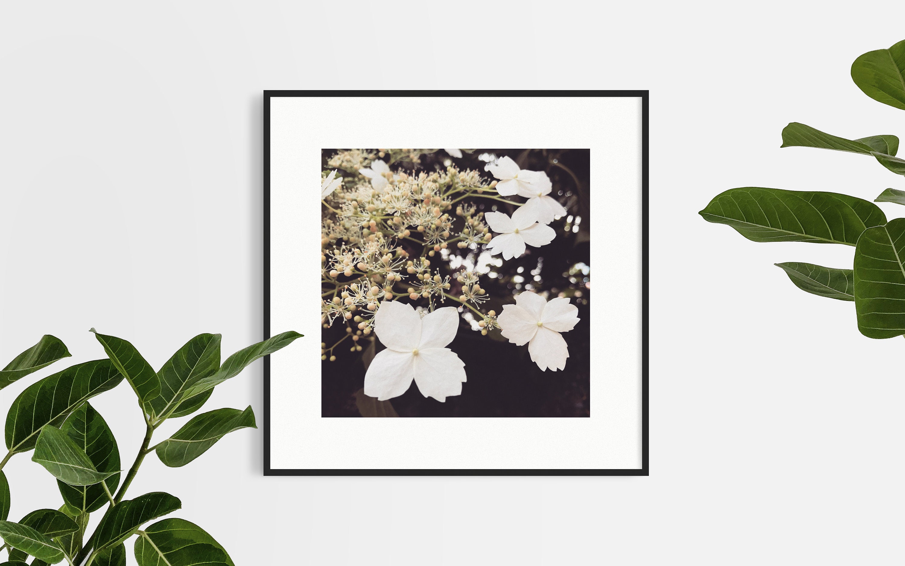 Climbing White Hydrangea Flowers in bloom Original Photography Print 8x8inch