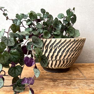 May include: A set of three ceramic mugs with a speckled, matte finish. The mugs are in shades of cream, light gray, and dark gray. Each mug has a simple, minimalist design, perfect for coffee or tea.