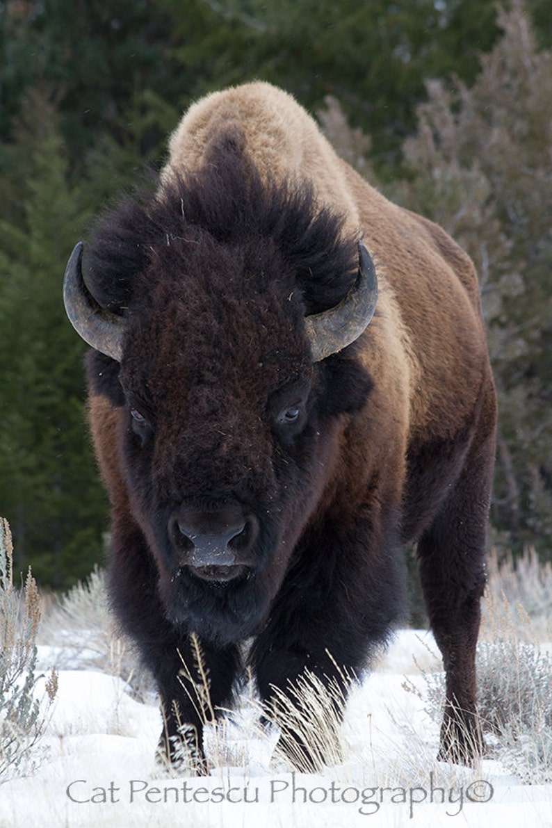 Download American Buffalo Bison Wild Wildlife Mammal Animal Bull Winter | Etsy
