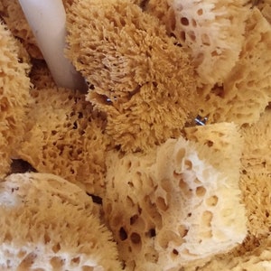 Natural Sea Sponge (Sea Wool Sponge)