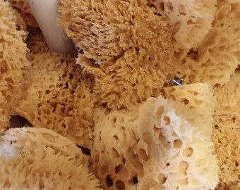 Natural Sea Sponge (Sea Wool Sponge)