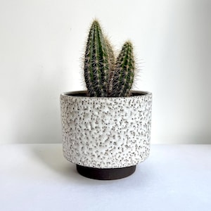 Puede incluir: Una pequeña planta de cactus en una maceta de cerámica blanca y negra texturizada. La maceta tiene una base marrón oscuro. El cactus tiene dos tallos verdes con espinas afiladas. El fondo es blanco liso.