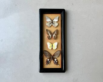 Vintage taxidermy butterflies framed, French butterfly picture wall decoration, insect collection taxidermy