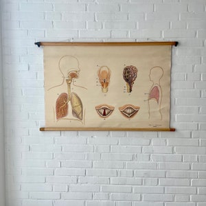Anatomia del grafico scolastico vintage, vecchio grafico murale umano, grafico didattico dei polmoni
