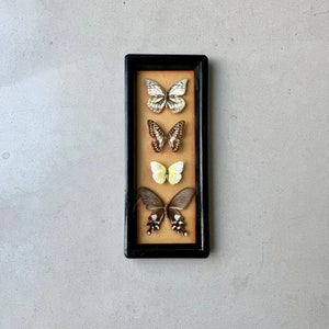 Vintage taxidermy butterflies framed, French butterfly picture wall decoration, insect collection taxidermy image 1