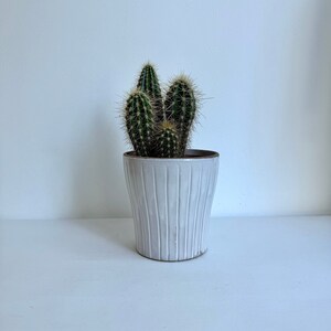May include: A white ceramic planter with vertical lines, containing a green cactus plant.