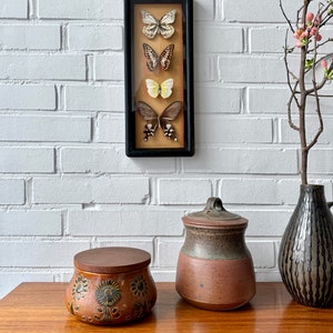 Vintage taxidermy butterflies framed, French butterfly picture wall decoration, insect collection taxidermy image 7