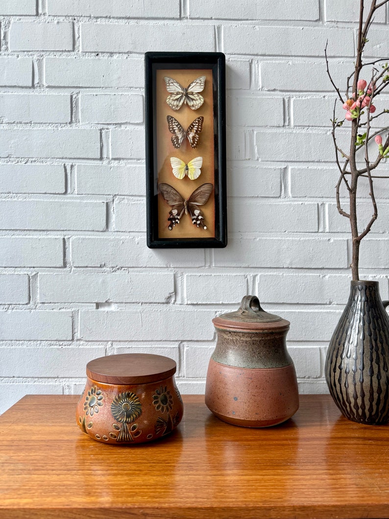 Vintage taxidermy butterflies framed, French butterfly picture wall decoration, insect collection taxidermy image 7