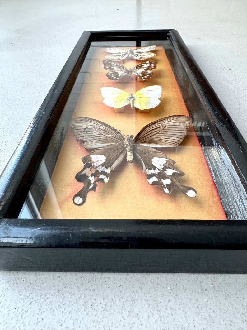 Vintage taxidermy butterflies framed, French butterfly picture wall decoration, insect collection taxidermy image 4