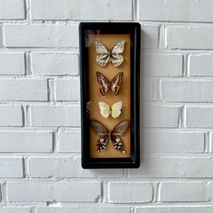 Vintage taxidermy butterflies framed, French butterfly picture wall decoration, insect collection taxidermy image 9
