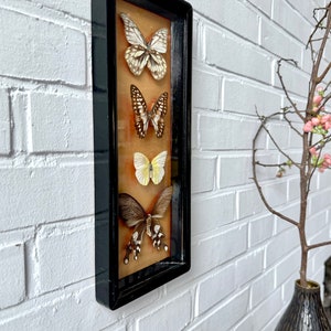 Vintage taxidermy butterflies framed, French butterfly picture wall decoration, insect collection taxidermy image 2