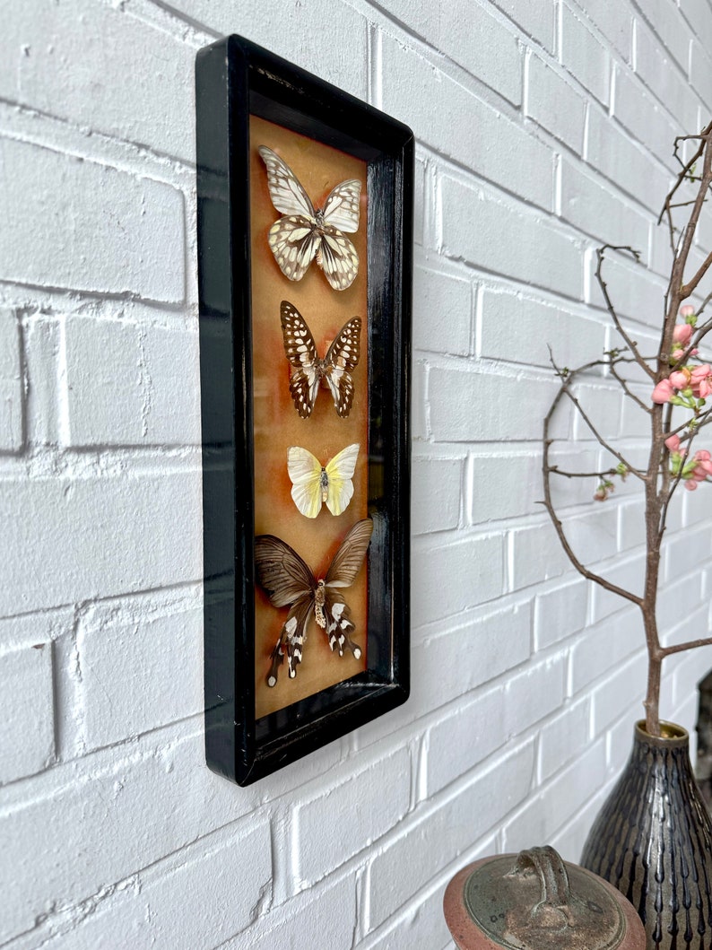 Vintage taxidermy butterflies framed, French butterfly picture wall decoration, insect collection taxidermy image 2