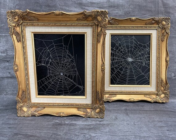 Real Spider Web,  Preserved Spider Web, Framed Spider Web, Spider Web Art, Spider Taxidermy, Real Nature Decor, Gothic Home Decor