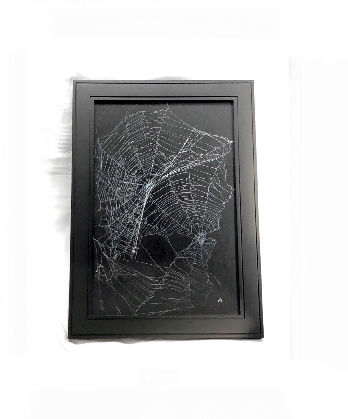 Real Spider Web Preserved Spider Web Framed Spider Web Spider Web Art Spider Taxidermy Real Nature Decor Gothic Home Decor Dark Art