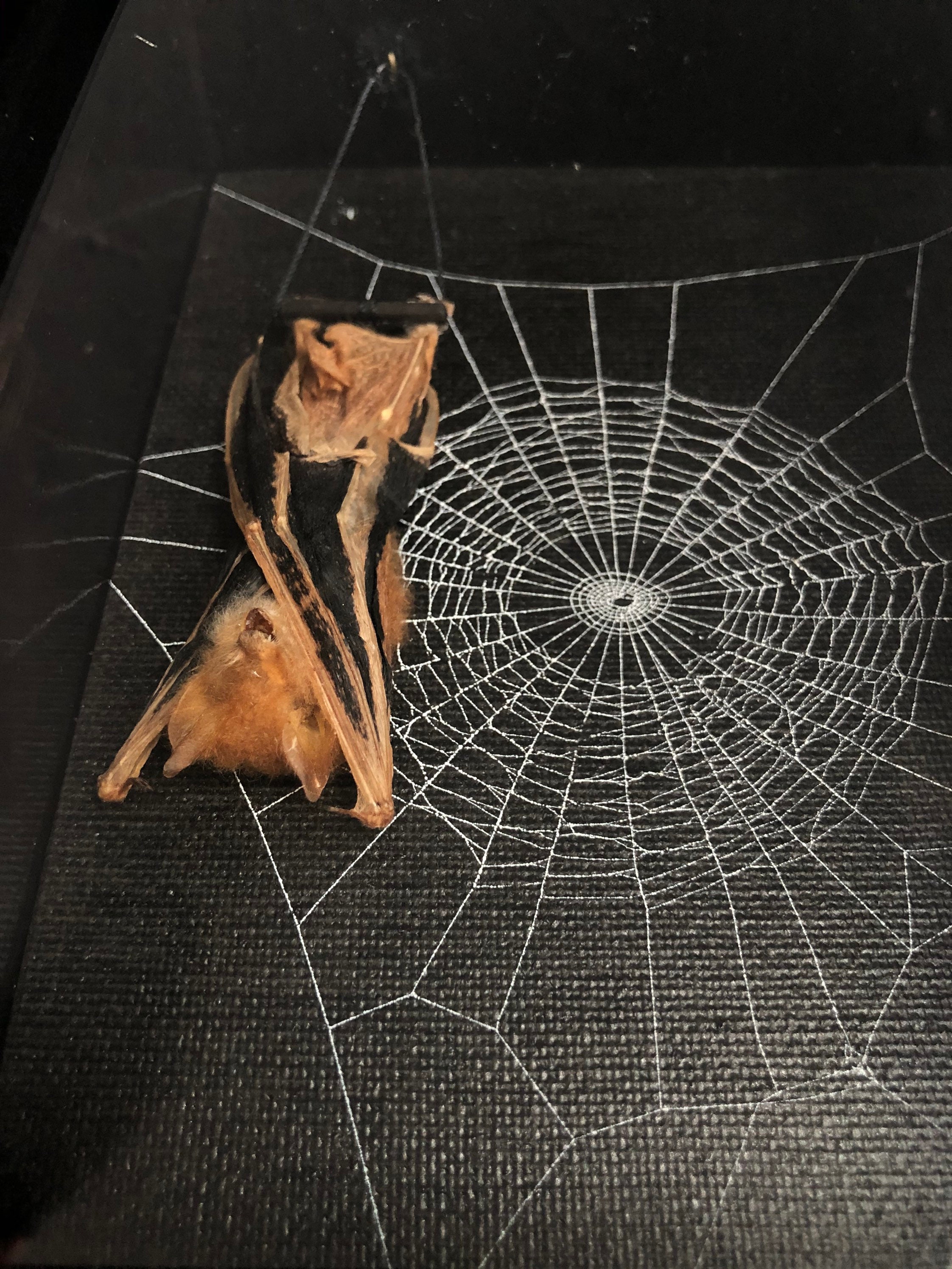 Gothic Shadow Box, Preserved Spider , Framed Spider , Spider 