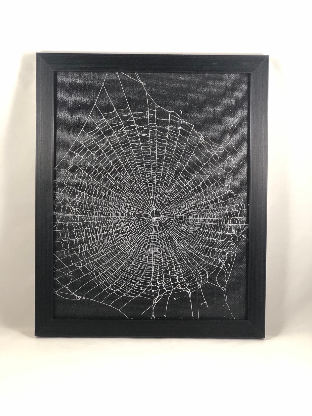 Genuine Preserved Spider Web, Framed Spider Web, Real Spider Web Home