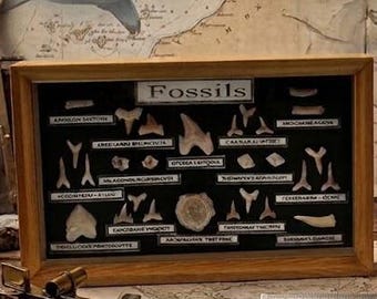 PREHISTORIC MARINE FOSSIL Collection | Authenticated Specimen Display | Curated Shark Teeth, Ray, and Fish Remains | Geologic History Gift