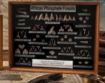 AFRICAN PHOSPHATE FOSSIL Display| Authentic Moroccan Specimens | Cretaceous-Eocene Age | Curated Carcharhiniformes & Otodontidae Collection