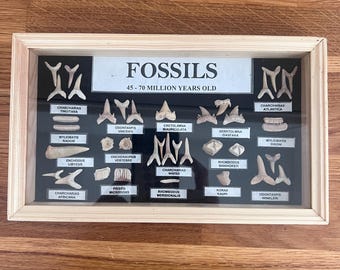 Fossils 45-70 million years old, Collector's Sea Creature Fossil Teeth - Display Frame