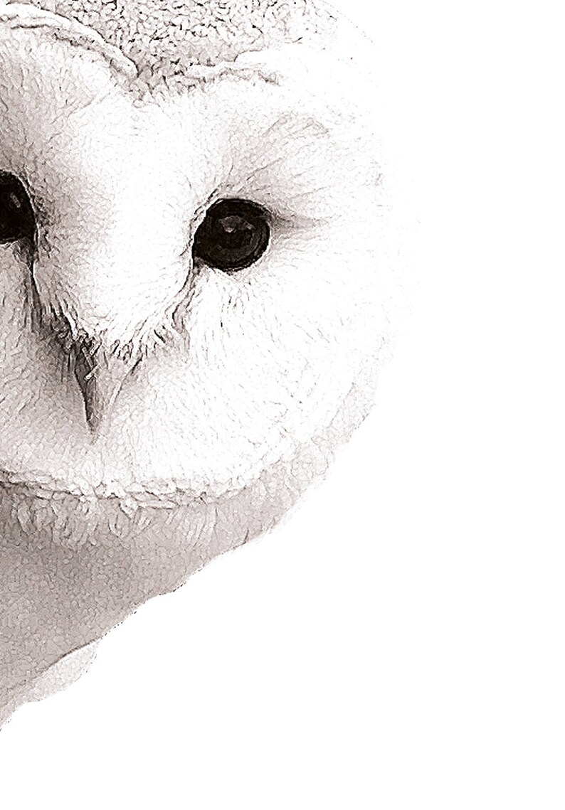 Cute Owl Decor Nursery Woodland Art Bird Print Animal Wall Etsy