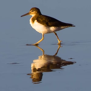 Sand Piper Reflection