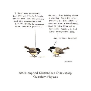May include: Two black-capped chickadees are perched on branches, discussing quantum physics. One chickadee says, "I hear your argument, but the Uncertainty Principle states that both the position and the momentum can't simultaneously be measured with complete precision." The other chickadee replies, "No, no... I'm talking about a moving free particle, creating an eigenstate of position with a wavefunction that is very large at a particular position X, and zero everywhere else. Hey, is that thistle?"