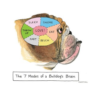 English Bulldog, Dog Lover Gift, Creepy Cute, Dog Poster, Pet Accessories, Funny Dog Art, Pet Gift, Animal Prints, Anatomy, Dog Painting