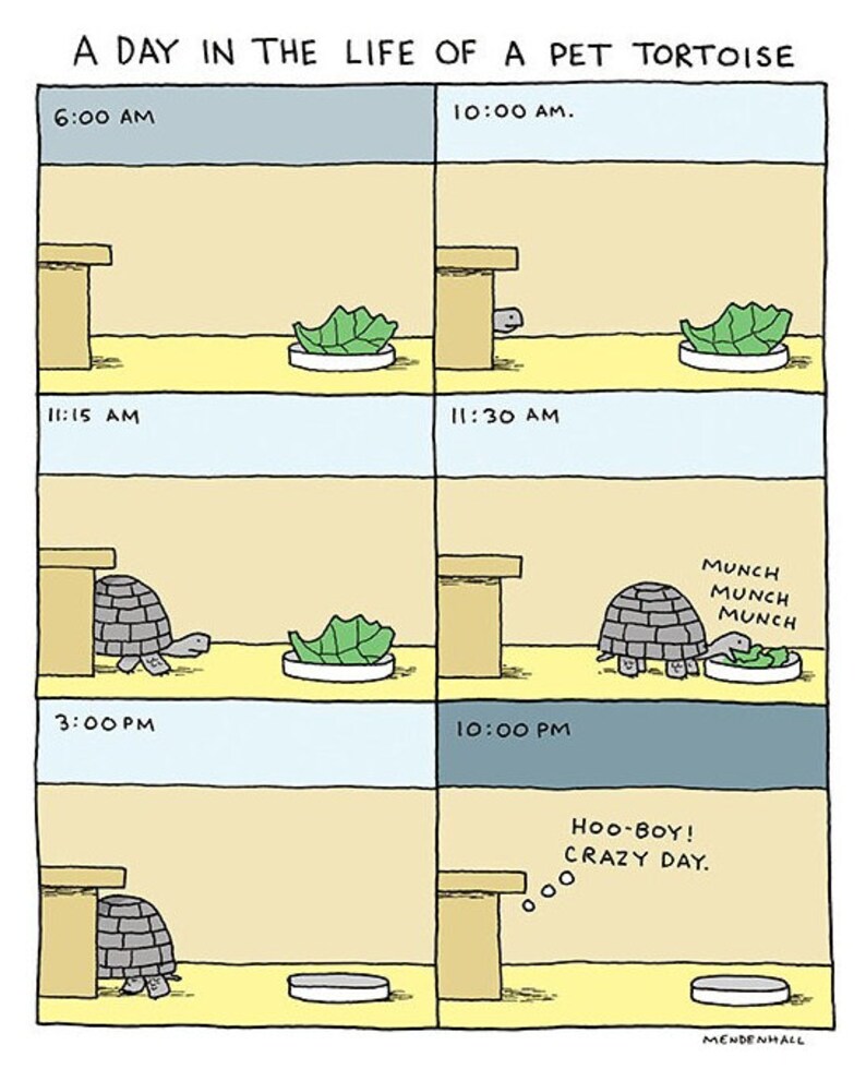 May include: A cartoon illustration depicting a day in the life of a pet tortoise. The illustration shows the tortoise at different times of the day, including 6:00 AM, 10:00 AM, 11:15 AM, 11:30 AM, 3:00 PM, and 10:00 PM. The tortoise is shown eating lettuce, walking, and sleeping. The text in the illustration reads "A Day in the Life of a Pet Tortoise", "6:00 AM", "10:00 AM", "11:15 AM", "11:30 AM", "3:00 PM", "10:00 PM", "Munch Munch Munch", "Hoo-Boy! Crazy Day.", and "Mendenhall".