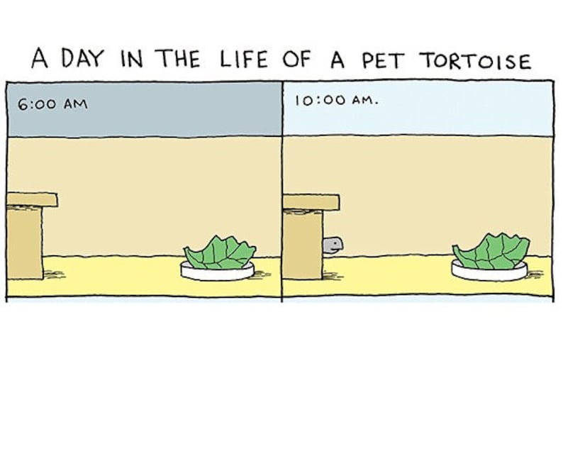 May include: A cartoon illustration depicting a day in the life of a pet tortoise. The first panel shows a tortoise in its enclosure with a green leafy vegetable on a plate. The second panel shows the tortoise under a wooden platform, with the leafy vegetable still on the plate. The time is 6:00 AM in the first panel and 10:00 AM in the second panel.