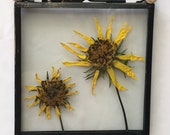 Mini Pressed Flower Frame - real sunflowers.