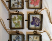 Botanical Pressed Flower Frame. Mini Pressed Flower Art: Choice of flower.