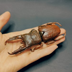 Lifelike Bronze Beetle Statue,Copper Metal Artwork,Beetle Insect Statue Ornaments，Small metal box，Pen Holder Desktop Decor，Tea pet Gift