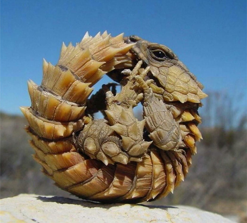 armadillo lizard legal to own armadillo lizard legal to own