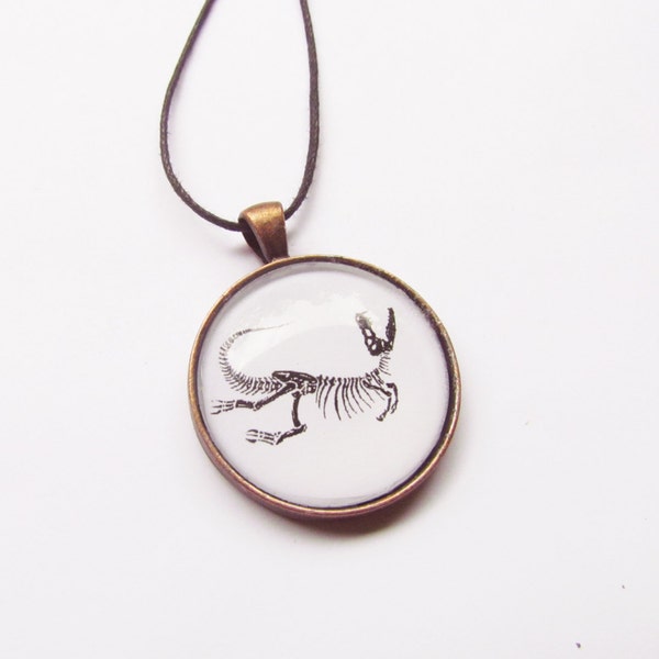 Collier fossile T-rex