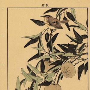 Japanese Antique Original Woodcut Print, Imao Keinen, "Citrus leiocarpa, Zitting Cisticola"