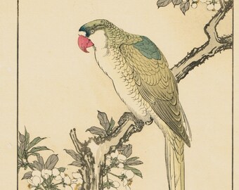 Japanese Antique Original Woodcut Print, Imao Keinen, "Plum blossom, Red-breasted parakeet"