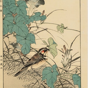 Japanese Antique Original Woodcut Print, Imao Keinen, "Japanese morning-glory, Chestnut-eared bunting"