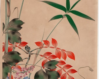 Blossoms Rhodanthe 700ml 1980年 Blossoms Rhodanthe 700ml 1980年 Blossoms Rhodanthe 700ml 1980年