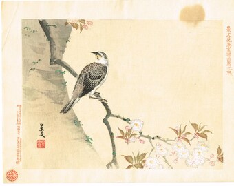 1894, Japanese Woodblock print, antique, Matsumura Keibun, "Dusky thrush"