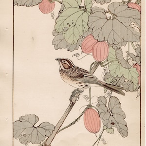 1892, Imao Keinen, &quot;Japanischer Schlangenkürbis, Gelbkehlgirlande&quot;