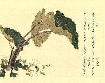 Japanese Ukiyo-e Woodblock print, Utamaro, "Green Caterpillar (Imomushi) and Horsefly (Abu)"