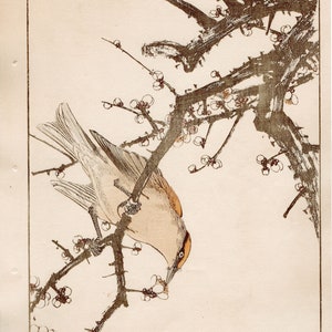 1892, Imao Keinen, &quot;prugna bianca, usignolo giapponese&quot;