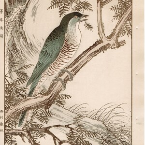 May include: A Japanese woodblock print featuring a cuckoo bird perched on a branch of a tree. The bird is brown, white, and green with a long tail. The tree is brown with green leaves. The print is on a white background.