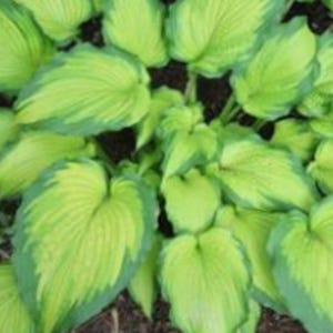 Hosta Duo | Emerald Ruff Cut & Curly Fries Hostas | Two 3-Inch Plugs | Perennial Shade Garden Favorites | Compact Size