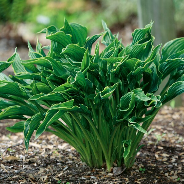 Hosta - Etsy