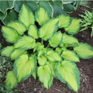 Emerald Ruff Cut Hosta | Two 3-Inch Plugs | Serrated Foliage | Compact Shade Perennial | New and Rare Hosta Variety
