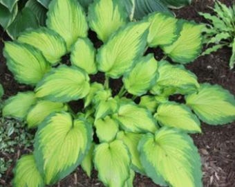 Emerald Ruff Cut Hosta: Serrated Foliage Shade Perennial (Two 3-Inch Plugs)