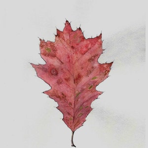 Oak Leaf watercolor art print 81/2  X 11 inches