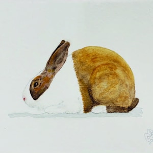 DUTCH RABBIT tortoise color