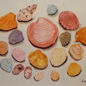 SEA SHELLS Limited Edition print 8 1/2 X 11 inches
